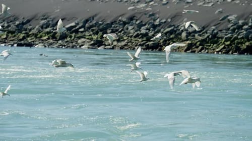 Flock Of Seagulls Flying Over Sea By Coastline