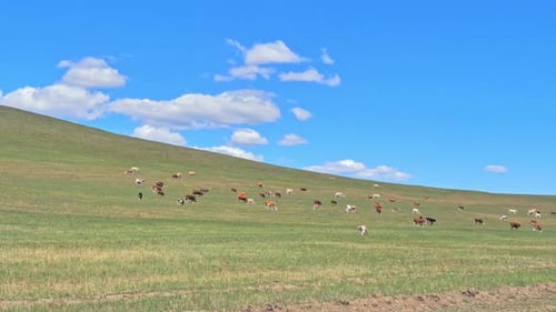Cows Grazing in the Green Field on a Hill Against the Blue Sky with Clouds