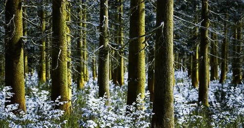 Winter Forest with Snow Covered Ground and Tall Trees