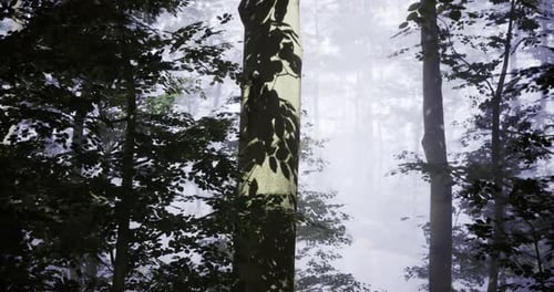 Misty Forest with Sunlight Filtering Through Trees and Shadows on the Trunk