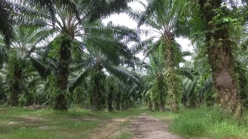 Palm trees plantation in Thailand. Phuket island.