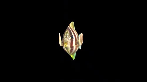 Butterfly Fish Front
