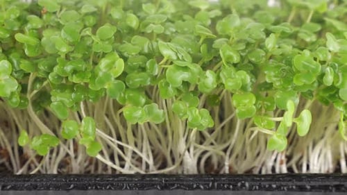 Misting Fresh, Green Microgreens in Close Up