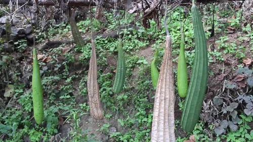 Gourde Ridge et gourde à bouteille dans une ferme biologique