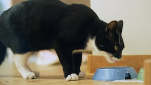 Cat Drinking from a Bowl