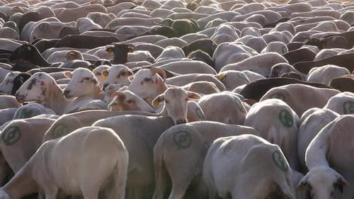 SCHAF- UND ZIEGENHERDE ZUSAMMEN