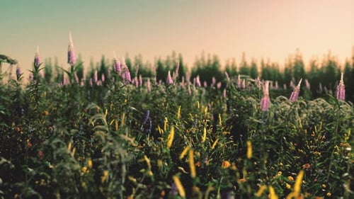Wunderschöne Sommerwiese mit Wildblumen im Gras gegen Morgengrauen
