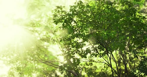 Sunlight Filtering Through Lush Green Trees in a Serene Forest