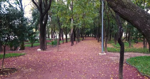 Leaves falling during autumn in a park in Mexico City