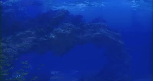 Erkundung lebendiger Unterwasserökosysteme voller Korallen- und Meereslebewesen