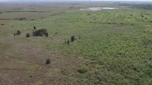 Aerial view of Everglades, United States.