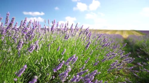 Lavender Fields with Fragrant Purple Flowers Bloom at Sunset Lush Lavender Bushes in Endless Rows