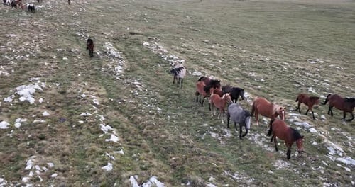 Wild Horses Grazing Freely on Grassy Mountain