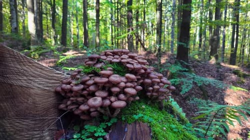 Mushrooms packs with forest background and moss