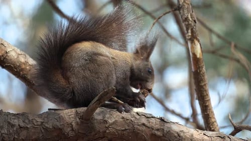 Close-up of Red Squirrel Eating Nut Sitting on Pine Tree Branch
