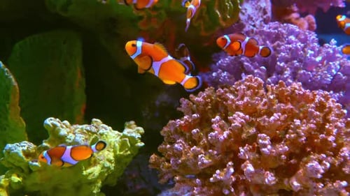 Tropische Clownfische schwimmen am Korallenriff Tropische Fische