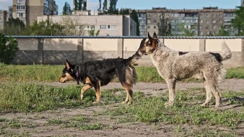 Two Mixed Breed Stray Dogs Standing in Urban Grassy Field