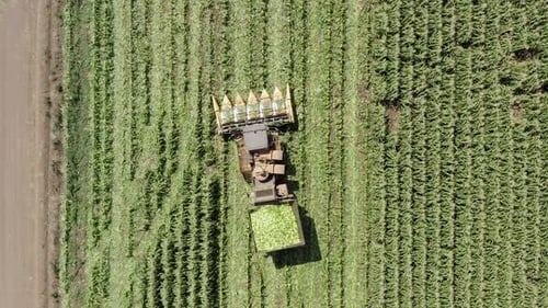 Combine Harvester Harvesting Crops from Above