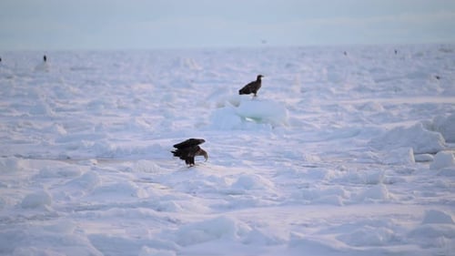 White-Tailed Eagle Hunting Fish in Hokkaido, Japan Majestic Raptor Wildlife Action Footage