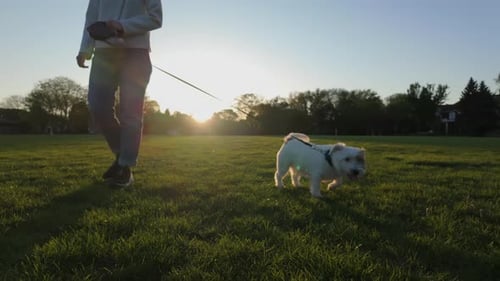 Wide Shot Footage Woman Walking the Dog in the Park Travel Concept Slow Motion