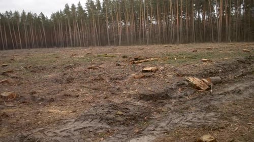 Deforested Area with Tree Stumps in the Forest