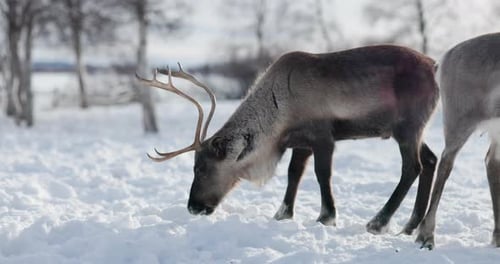 A reindeer grazing