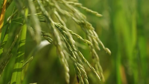 Rice is the staple food in many Asian countries. In summer, paddy ripens by May and the whole field