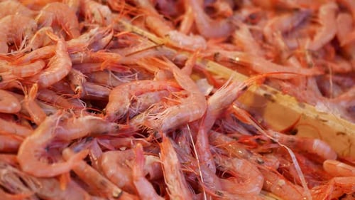 Fresh Shrimp Displayed at a Market During the Morning Rush Hour