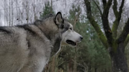 Slow motion shot of an howling Malamute