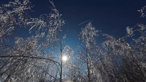 Forêt d'hiver, nature enneigée, arbres d'hiver, paysage alpin, lever de soleil tôt le matin