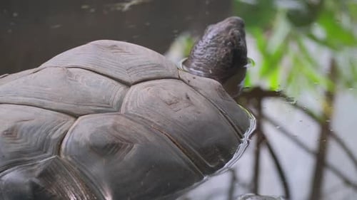 Eine Riesenschildkröte in einem Teich in freier Wildbahn Porträt riesiger Reptilien aus nächster Nähe