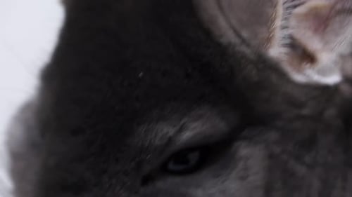 Extreme Closeup Detailed Portrait Of A Feeding Chinchilla, Nose And Long Ears.