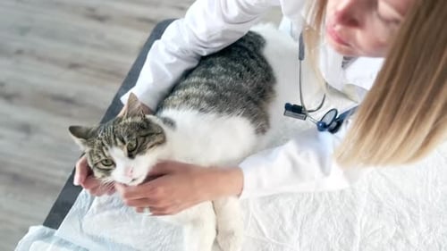 Veterinarian Examines Cat in Bright Clinic