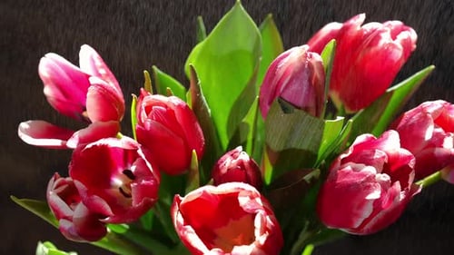 Beautiful Red Tulips Sprinkled with Water