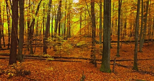 Blick in den inneren Wald mit roten Blättern im Herbst.