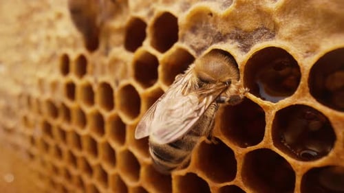 Insect Working On Honeycomb In Apiary Life Of Carniolan Honey Bee In HiveMacro