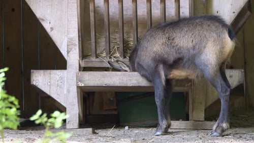 Primer plano de una linda gamuza comiendo paja dentro de un granero durante un día soleado (Rupicapra rupicapra)