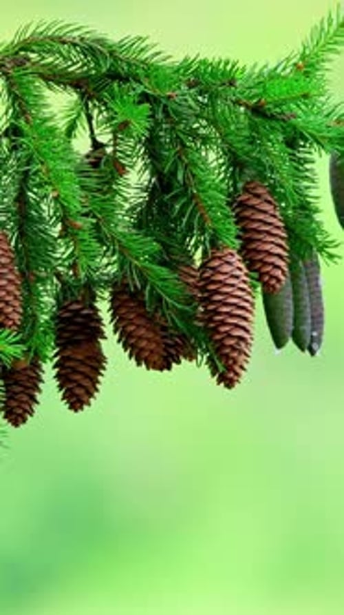 A Spruce Branch with Cones