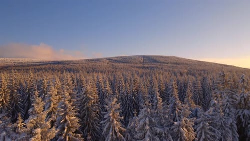 Winter Forest at Golden Hour