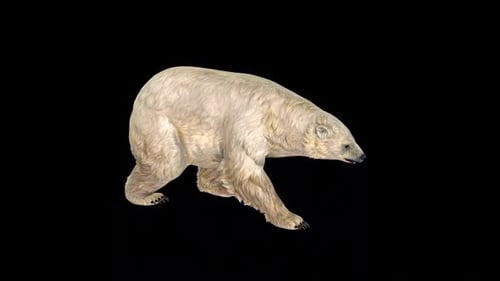 Polar Bear Walk