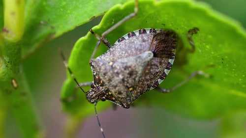 Close up of a brown marmorated stink bug on a green leaf