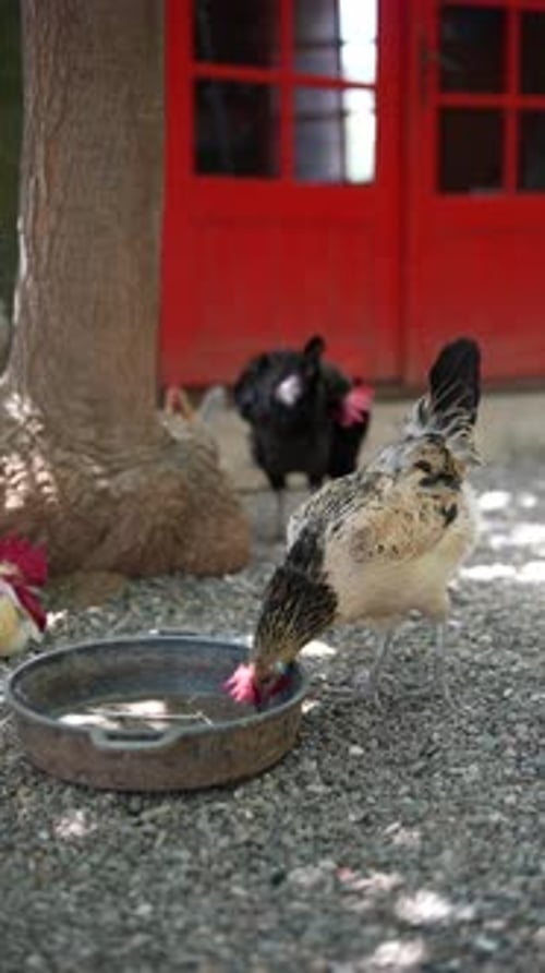 Chickens Drinking Water from a Metal Pan