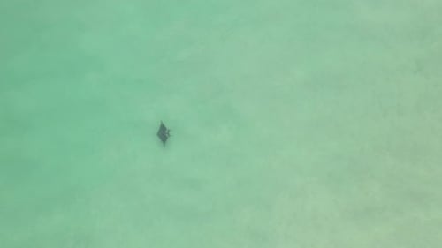 Vista de arriba hacia abajo: Mantarraya nada a través del marco en agua de mar verde y transparente