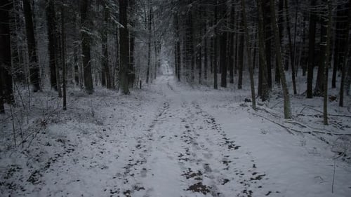 Winter Forest Scene Remote Snowcovered Forest at Dusk Featuring Footprints and Moody Winter