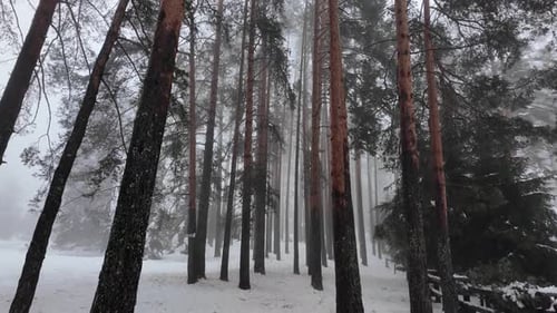 Tall pine trees in misty snowy forest scenery