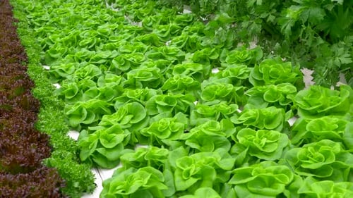 Green leafy Lettuce plants in an Hydroponic growing setting