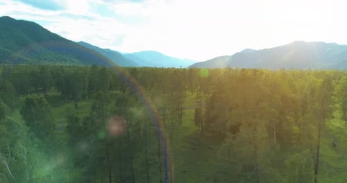 Aerial View Low Flight Above Evergreen Pine Tree Landscape with Endless Mountain Forest at Sunny