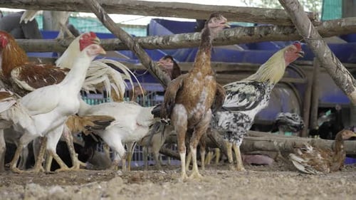 Flocking together in harmony A day in the life of a chicken farm