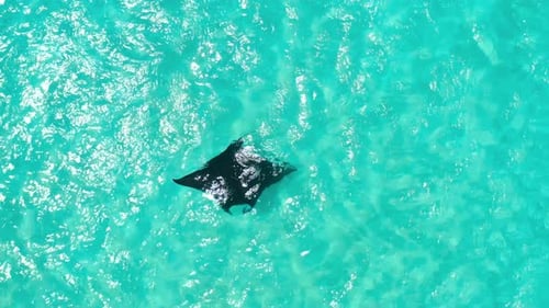 Vista aérea desde arriba de la mantarraya Big Stingray en el mar turquesa tropical