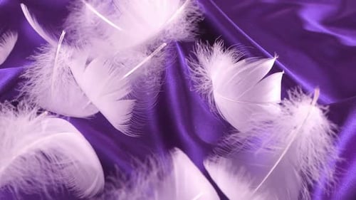 White swan feathers fall on violet silk. Slow motion.